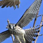 American Kestrel — Pair Standoff