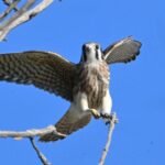 American Kestrel — Perched Wings Raised