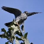 American Kestrel — Stretching On The Oak