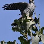 American Kestrel — Sunlit On The Treetop