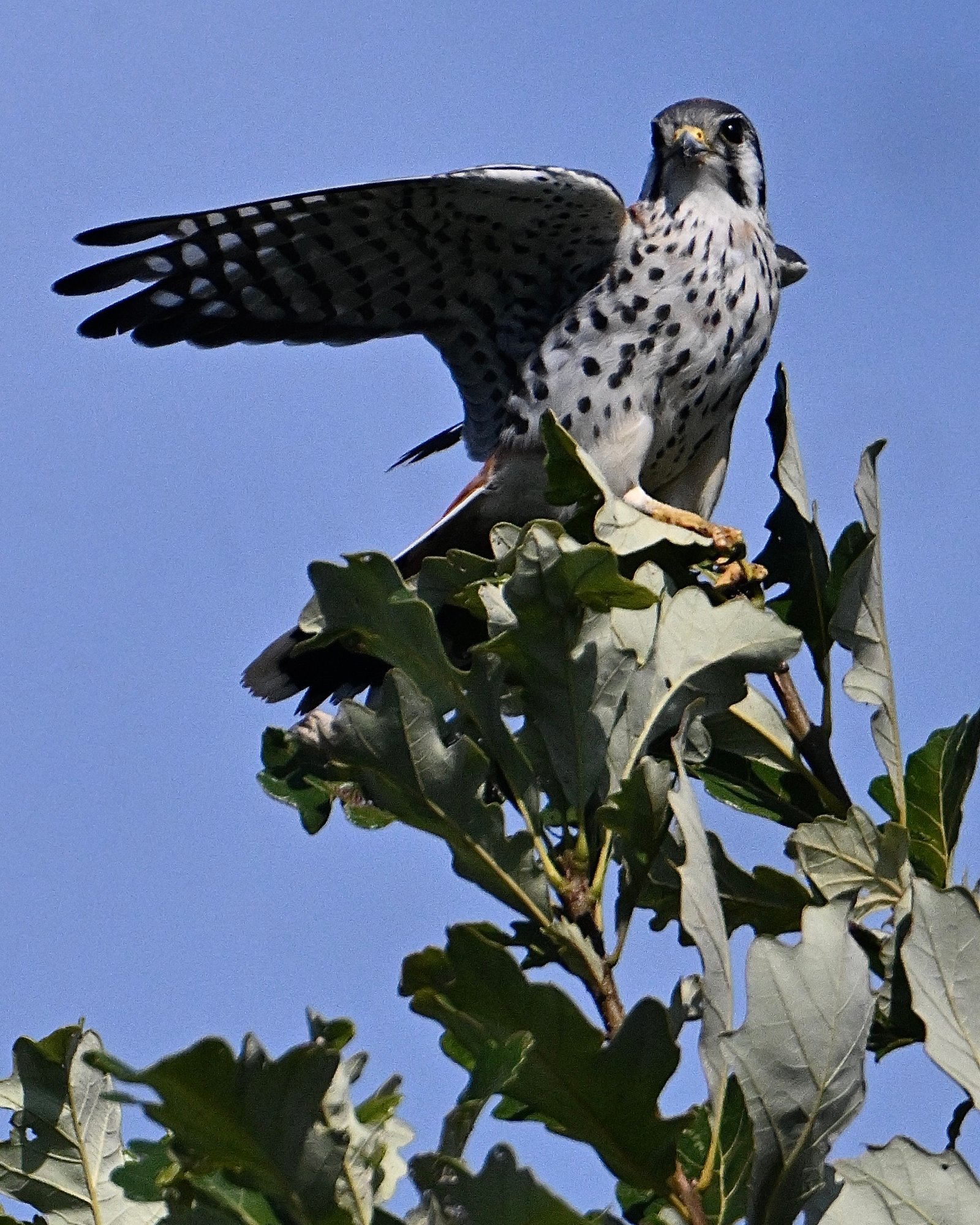 american-kestrel-sunlit-on-the-treetop American Kestrel — Sunlit On The Treetop - Image 1