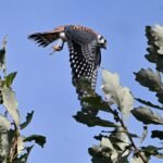 American Kestrel — Takeoff From The Oak