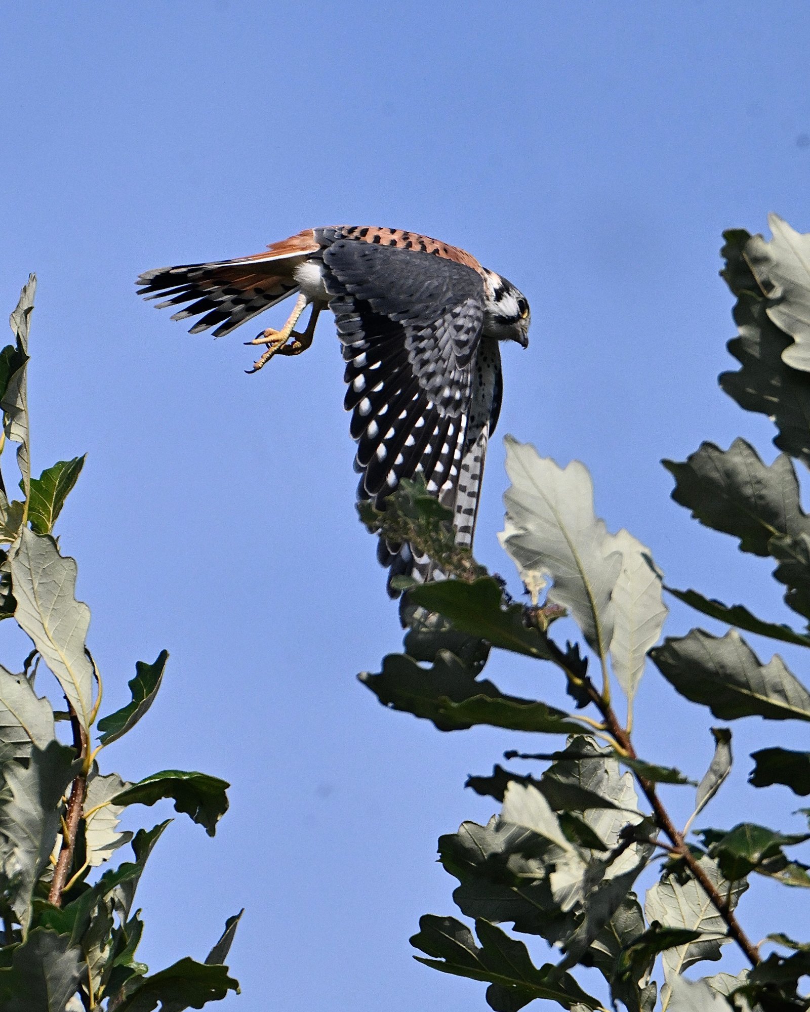 american-kestrel-takeoff-from-the-oak-1.jpeg American Kestrel — Takeoff From The Oak - Image 1