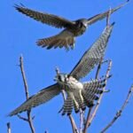American Kestrel — Twin Launch