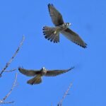 American Kestrel — Two In Blue Sky