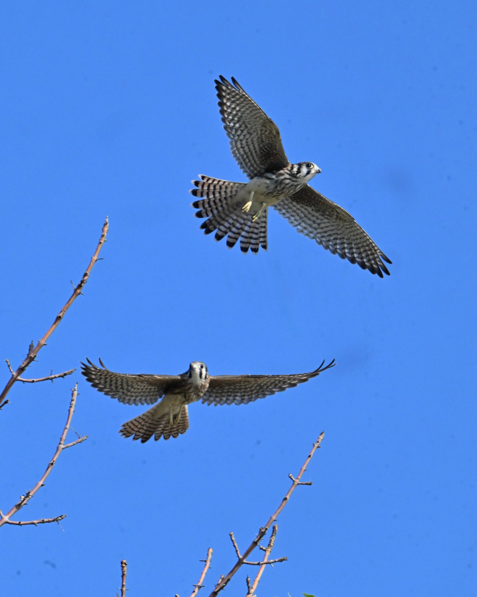american-kestrel-two-in-blue-sky-1.jpeg American Kestrel — Two In Blue Sky - Image 1