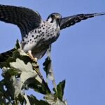 American Kestrel — Wings Back Over Leaves