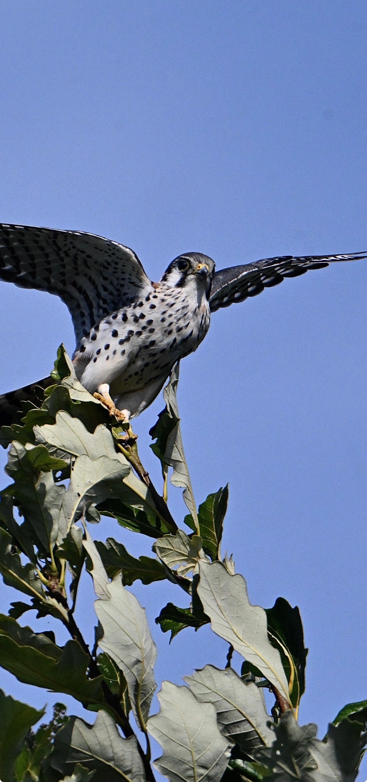Screenshot American Kestrel — Wings Back Over Leaves - Image 1