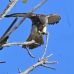 American Kestrel — Wings Braced On A Branch