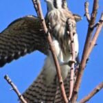 American Kestrel — Wings Open On Branch
