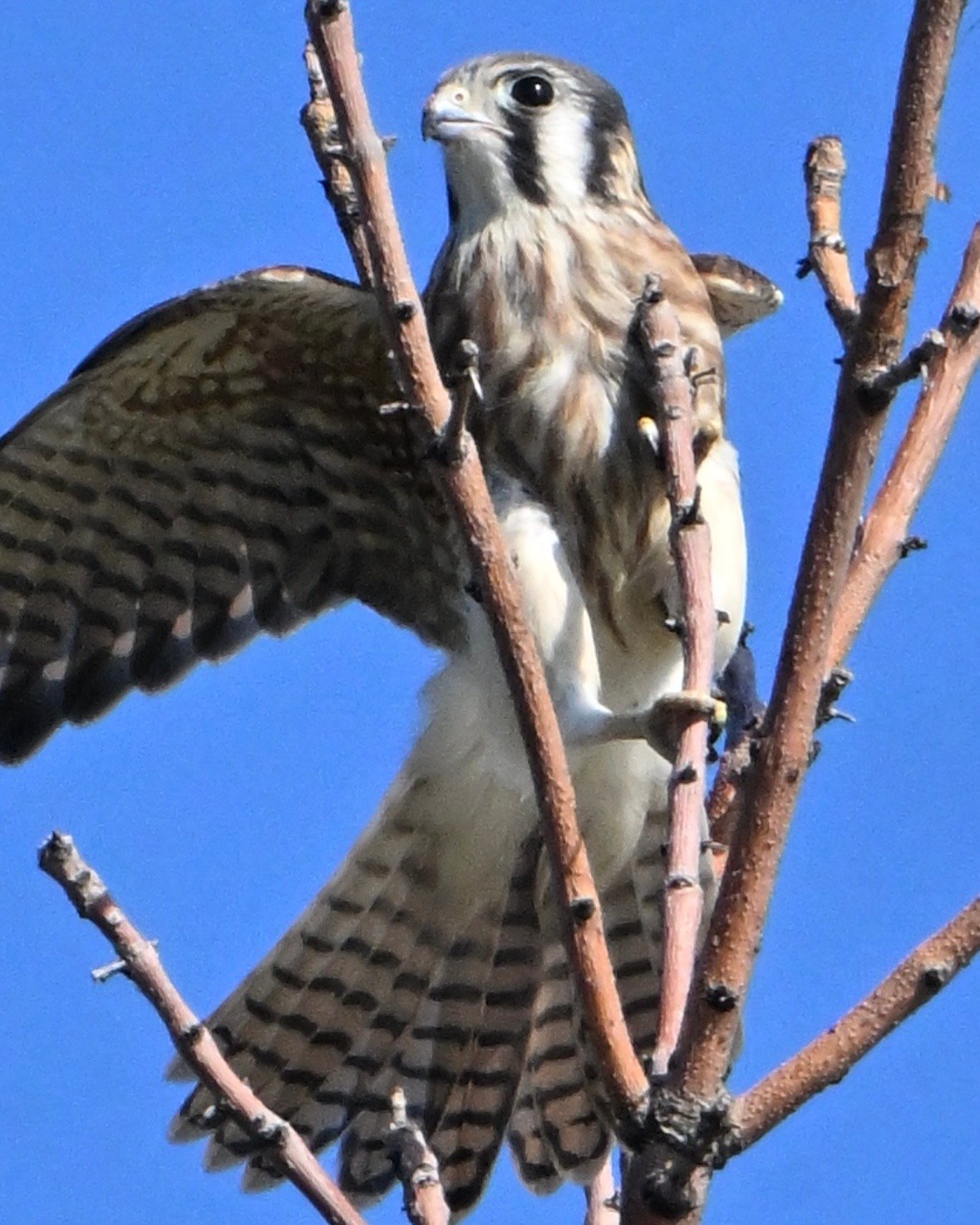 Screenshot American Kestrel — Wings Open On Branch - Image 1