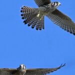 American Kestrel — Wings Spread In Blue