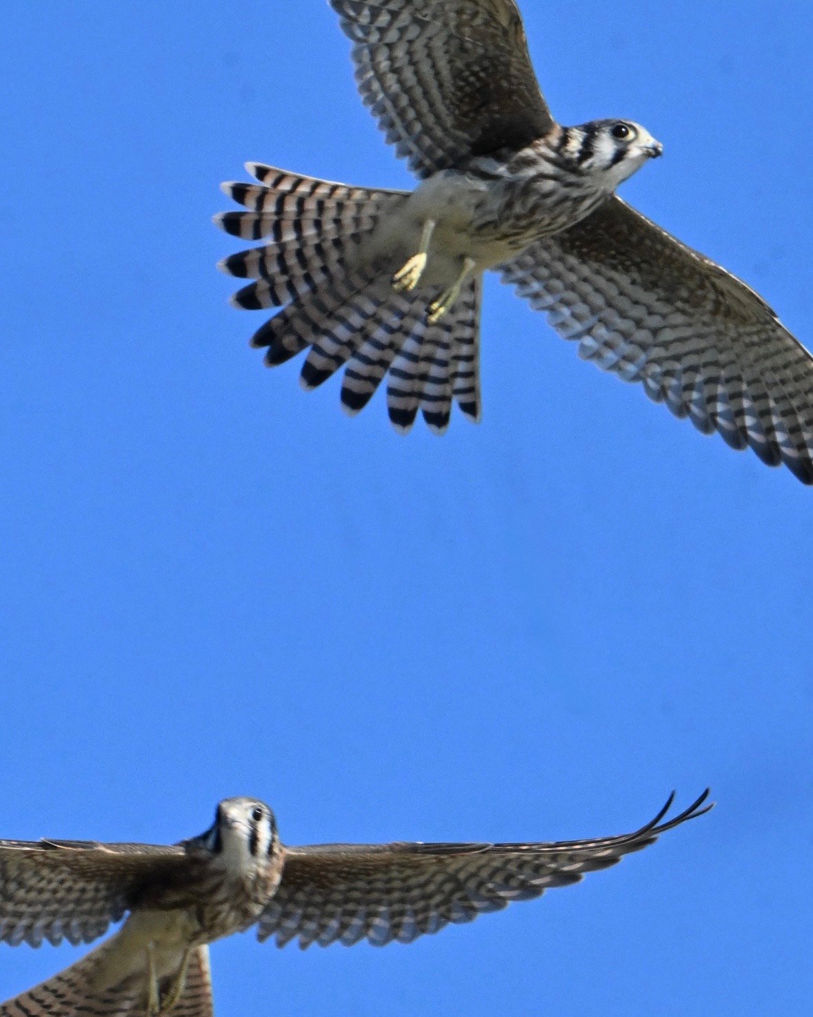 Screenshot American Kestrel — Wings Spread In Blue - Image 1
