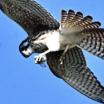 American Kestrel — With Prey In Flight