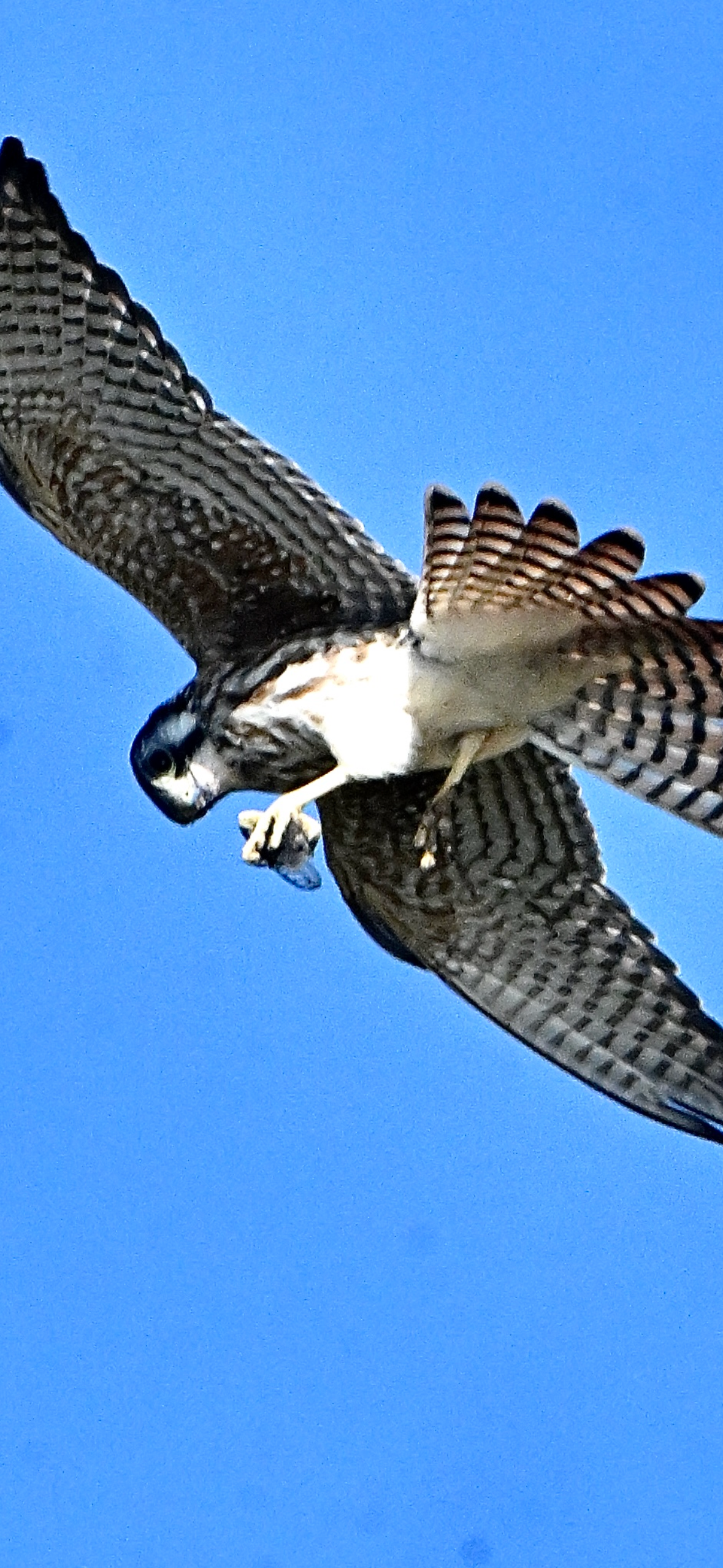 american-kestrel-with-prey-in-flight American Kestrel — With Prey In Flight - Image 1