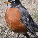 American Robin — On Open Ground