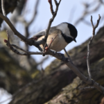 Black-capped Chickadee — In Bare Branches