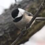 Black-capped Chickadee — In Falling Snow