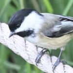 Black-Capped Chickadee — Perched On Rope