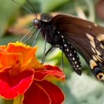 Black Swallowtail Butterfly — On Marigold