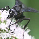 Black Wasp — Feeding On White Blossom