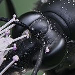 Black Wasp — Macro Face Detail