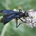Black Wasp — On White Flower Cluster