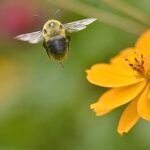 Bumblebee — Approaching Orange Flower