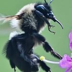 Bumblebee — In Flight Reaching For Flower