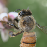 Bumblebee — Macro On Pink Blossom