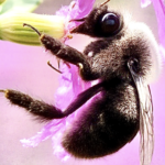 Bumblebee — On Pink Trumpet Flower