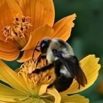Bumblebee — Pair On Orange Flower