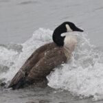 Canada Goose — Bathing In The Surf