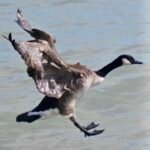 Canada Goose — Coming In To Land