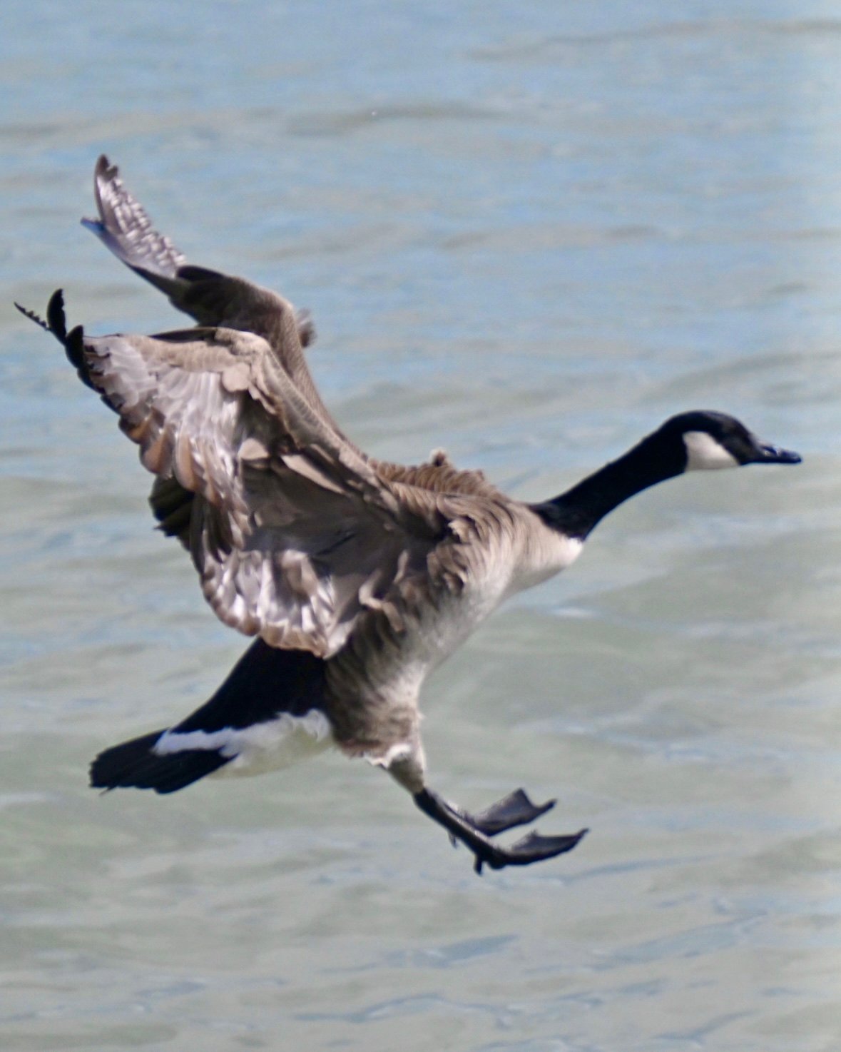 canada-goose-coming-in-to-land Canada Goose — Coming In To Land - Image 1