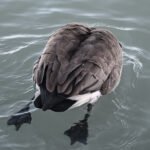 Canada Goose — Preening On Still Water