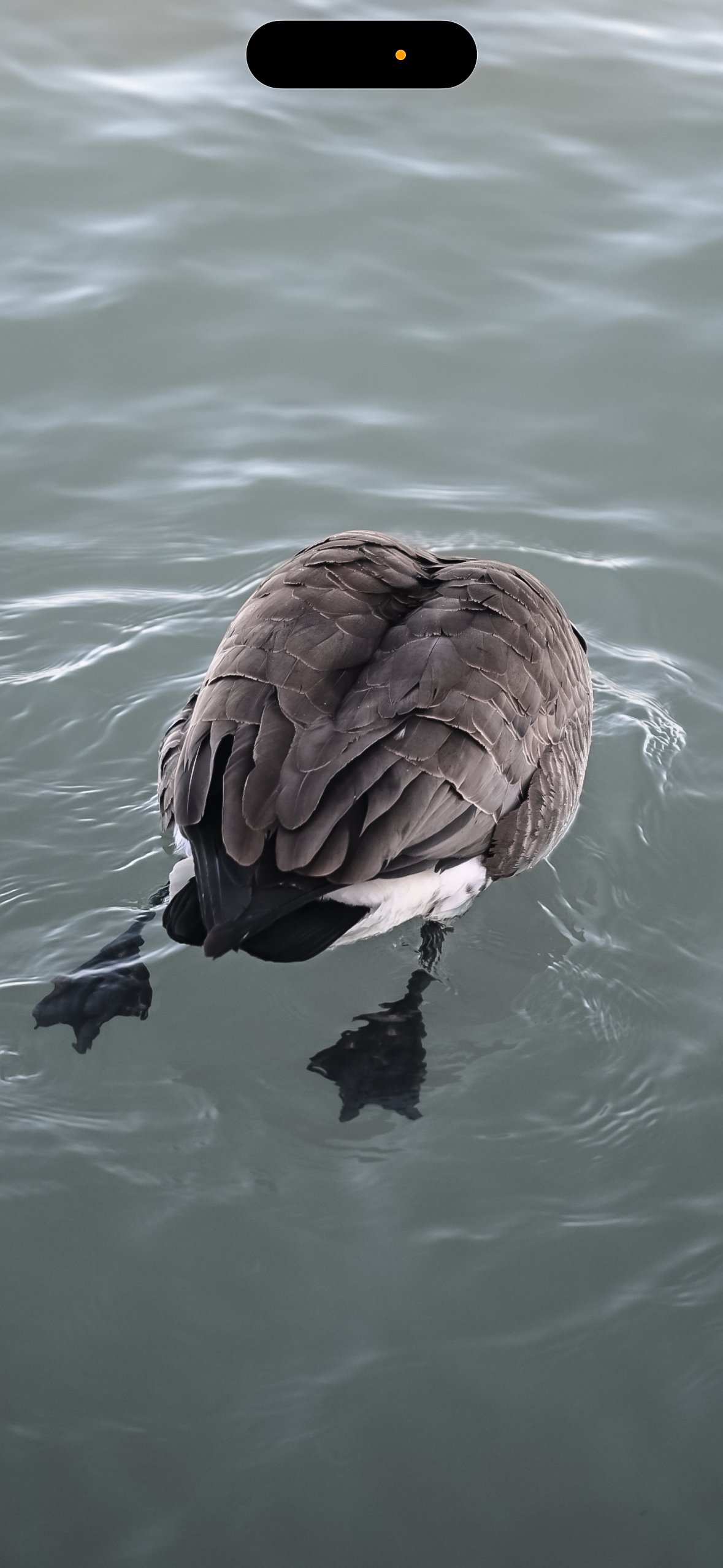 Screenshot Canada Goose — Preening On Still Water - Image 1