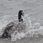 Canada Goose — Splashing Through The Waves