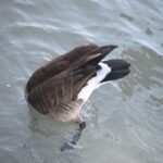 Canada Goose — Tipped Into The Water