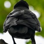 Common Grackle — Back Turned