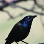 Common Grackle — Blue Sheen On A Limb