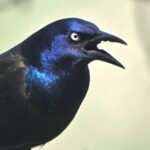 Common Grackle — Calling Close Up