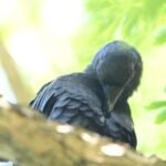 American Crow — Head Tucked Low
