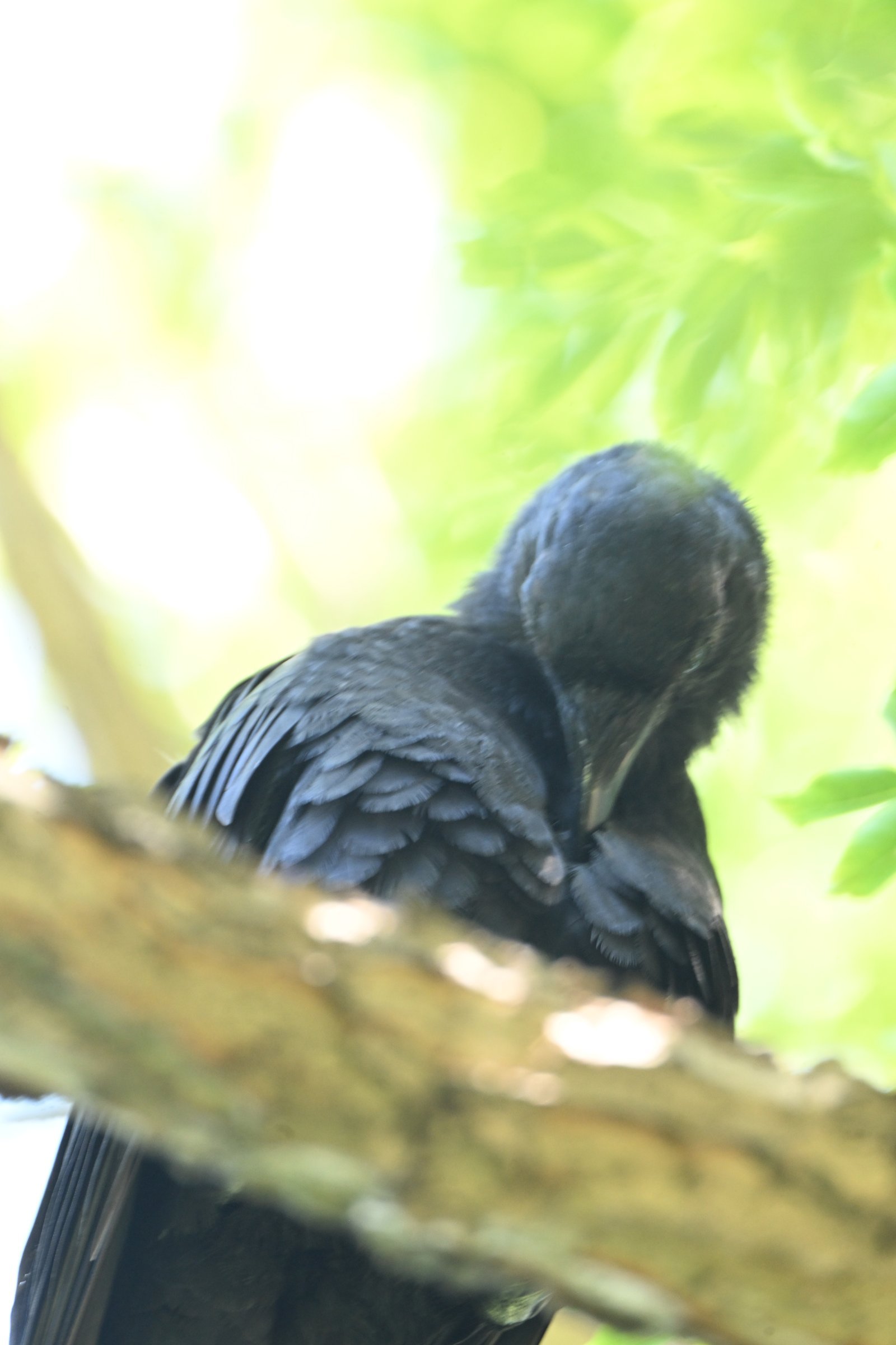 common-grackle-head-tucked-low-1.jpeg American Crow — Head Tucked Low - Image 1