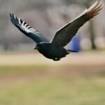 Common Grackle — Iridescent Flight