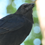 American Crow — Juvenile In The Shade