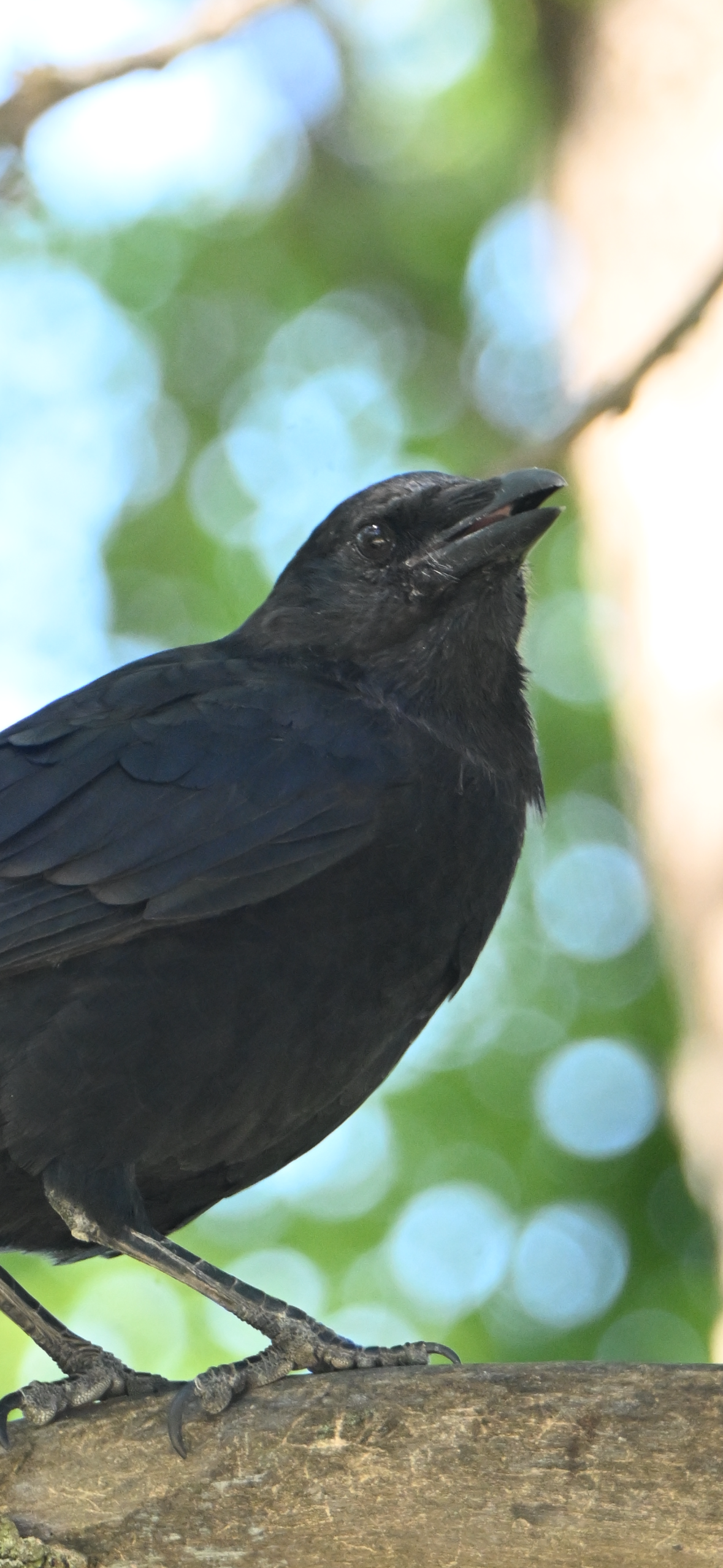 common-grackle-juvenile-in-the-shade American Crow — Juvenile In The Shade - Image 1