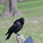 American Crow — On The Sign Post