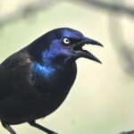 Common Grackle — Open Bill Portrait