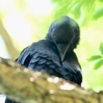 Common Grackle — Quiet Preening